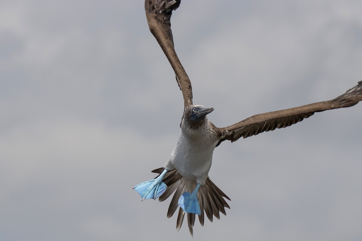 Blue-footed Booby - ML550783791