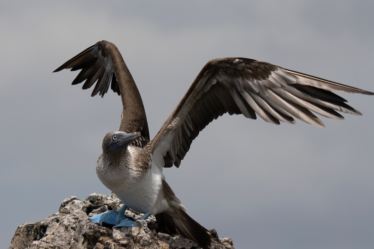 Blue-footed Booby - ML550783821