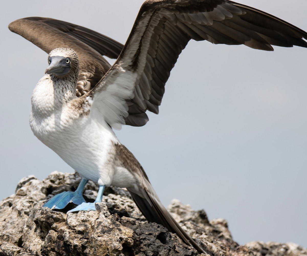 Blue-footed Booby - ML550783831