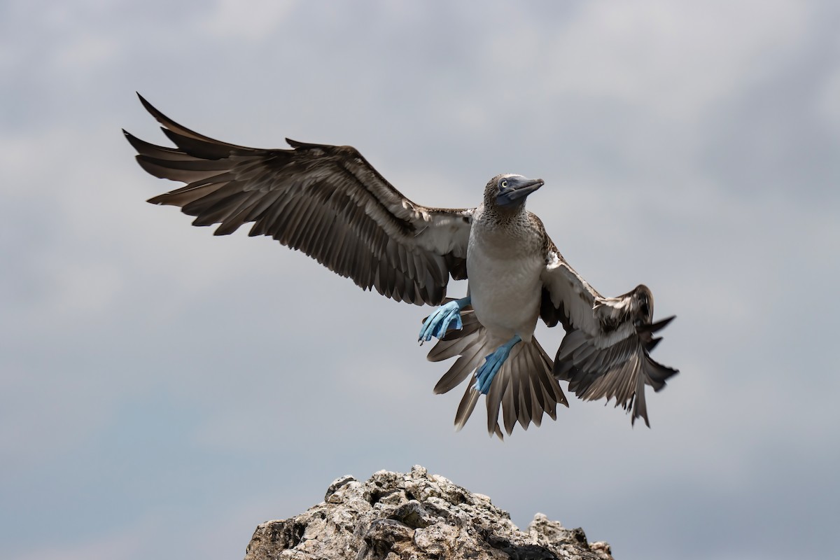 Blue-footed Booby - Janet Stevens