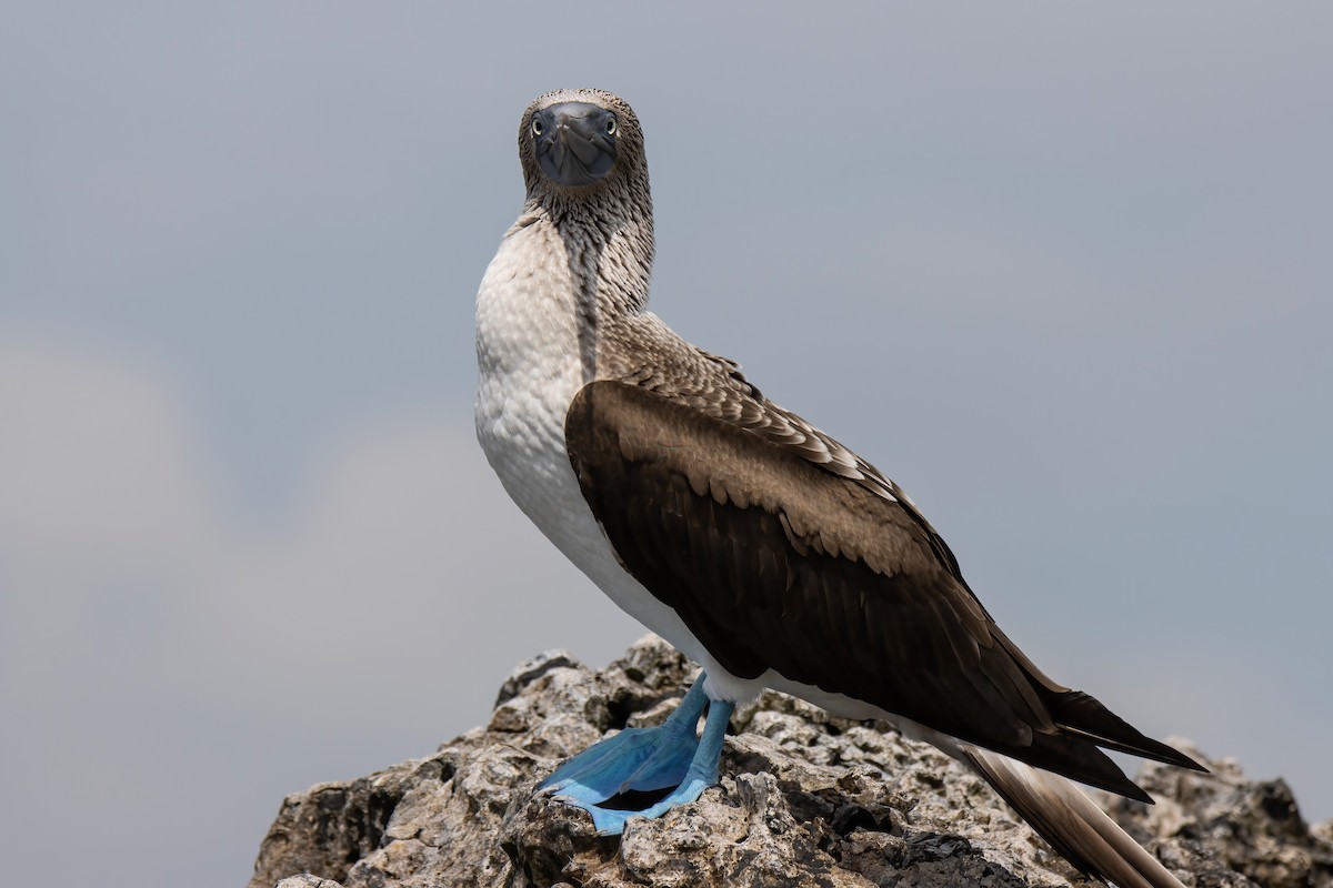 Blue-footed Booby - ML550783851