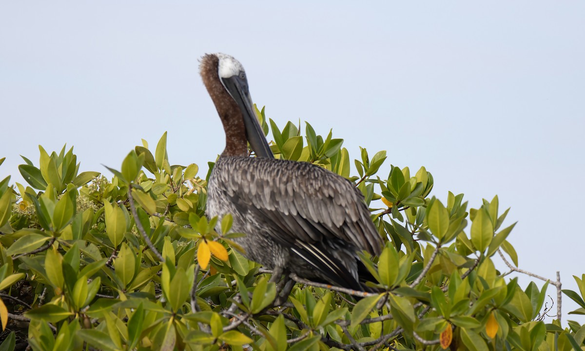 Brown Pelican (Galapagos) - Janet Stevens
