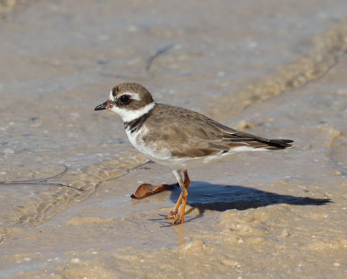 Semipalmated Plover - ML550785301