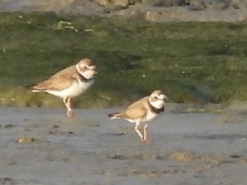 Semipalmated Plover - ML550786201