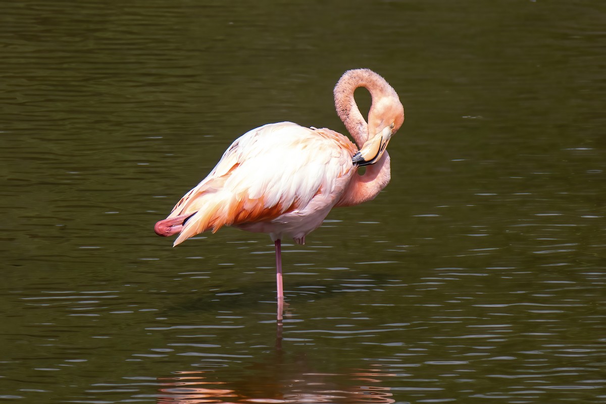 American Flamingo - ML550791551
