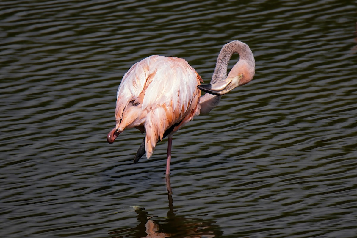 American Flamingo - Janet Stevens