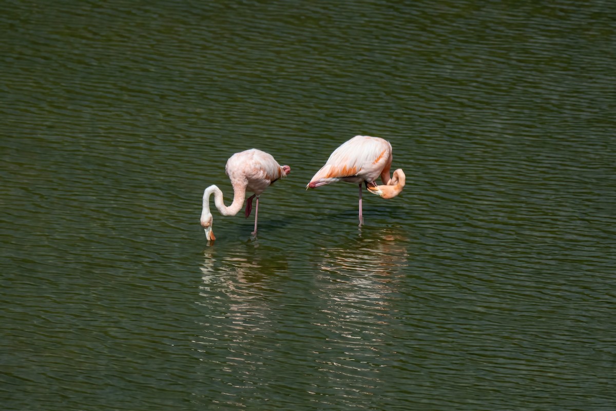 American Flamingo - Janet Stevens