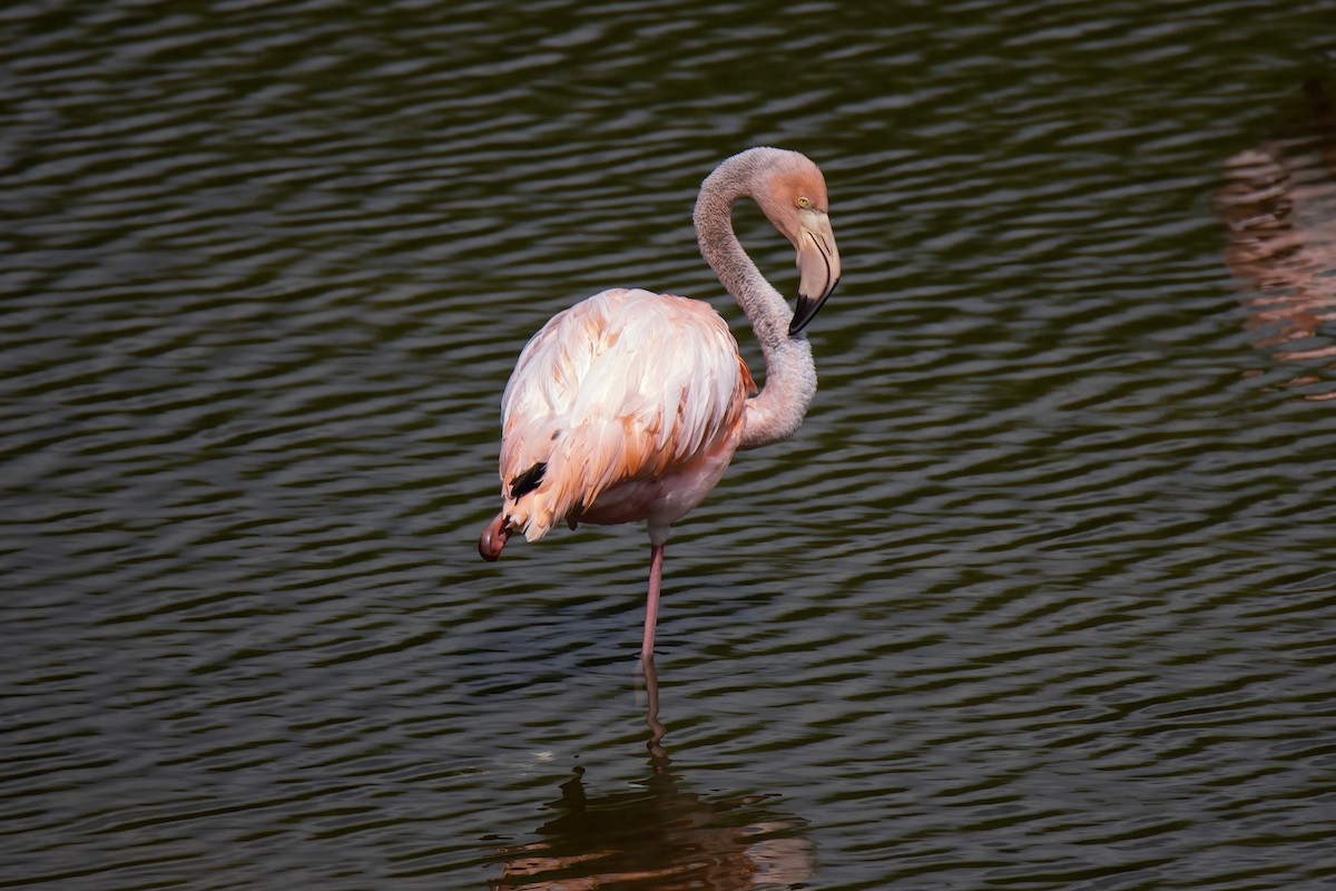 American Flamingo - ML550791591