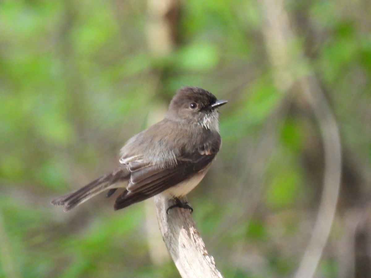 Eastern Phoebe - Mike Coulson