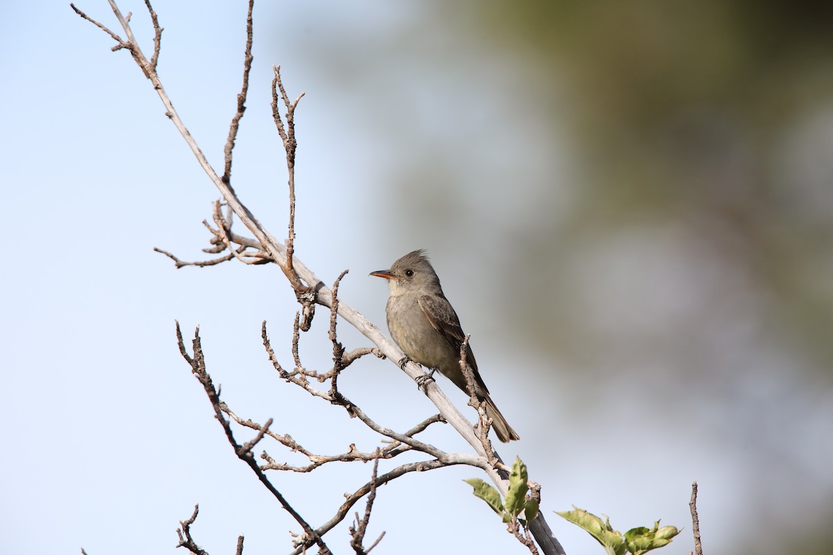 Greater Pewee - ML550795681