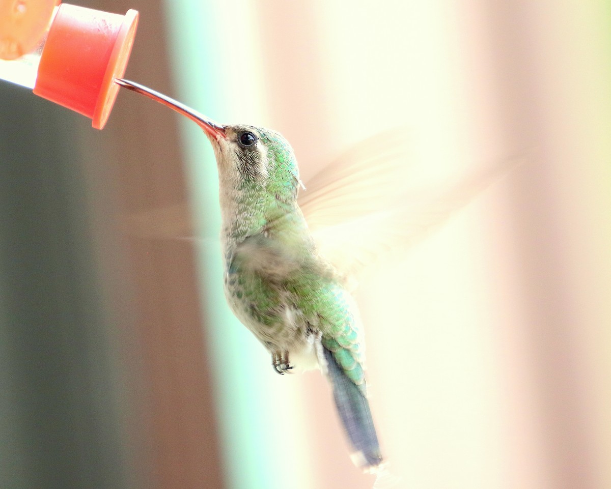 Broad-billed Hummingbird - ML550796791