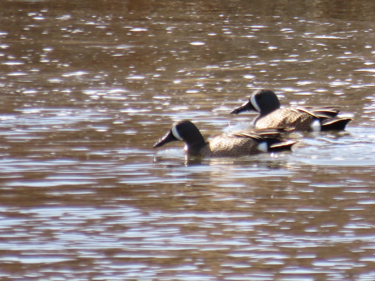 Blue-winged Teal - ML55079681