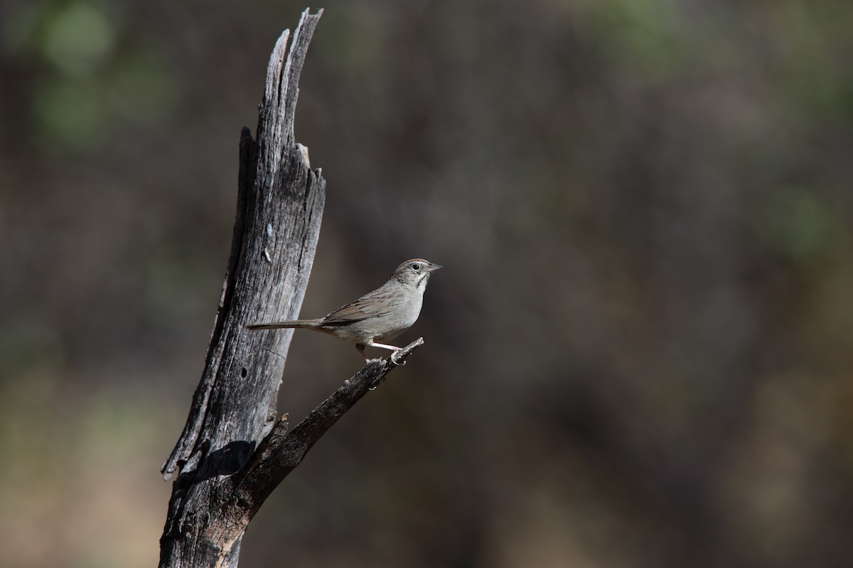 Rufous-crowned Sparrow - ML550798781