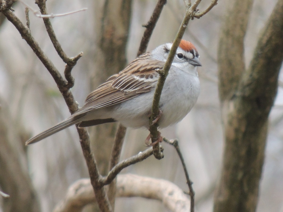 Chipping Sparrow - ML55080241
