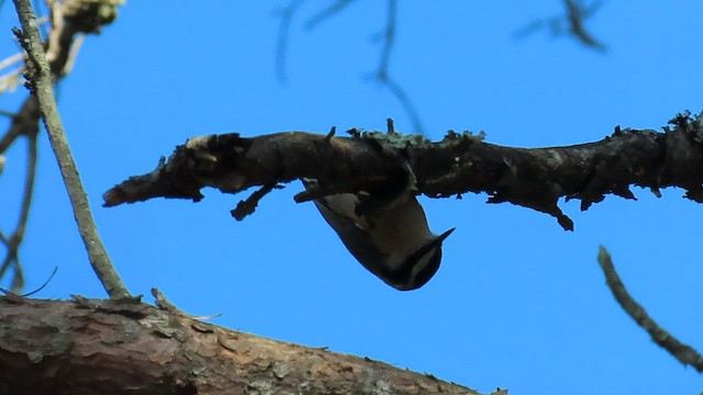 Red-breasted Nuthatch - ML550804341