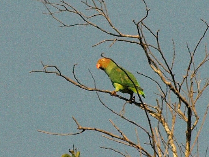 Red-cheeked Parrot - ML550806391
