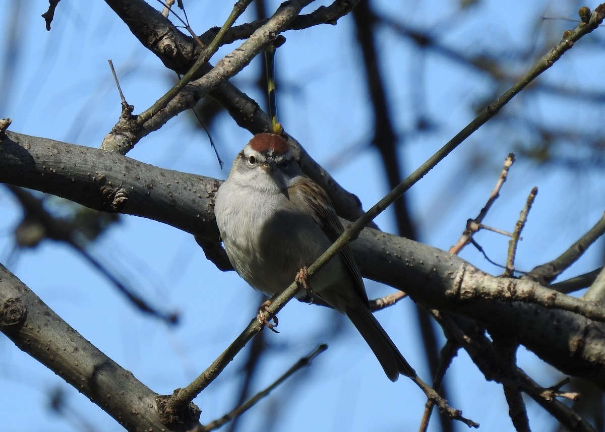 Chipping Sparrow - ML550808041