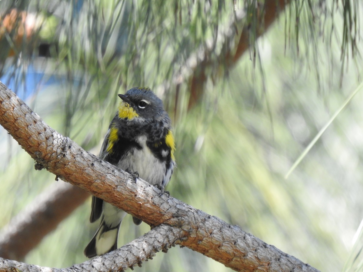 Yellow-rumped Warbler (Audubon's) - ML550808101