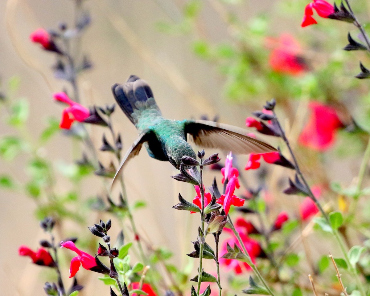 Broad-billed Hummingbird - ML550811071