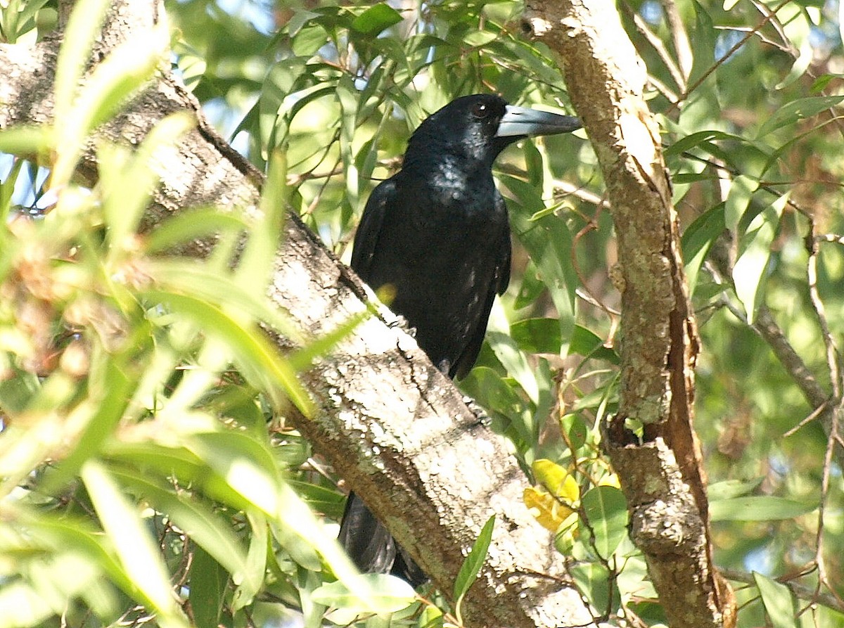 Black Butcherbird - ML550811241