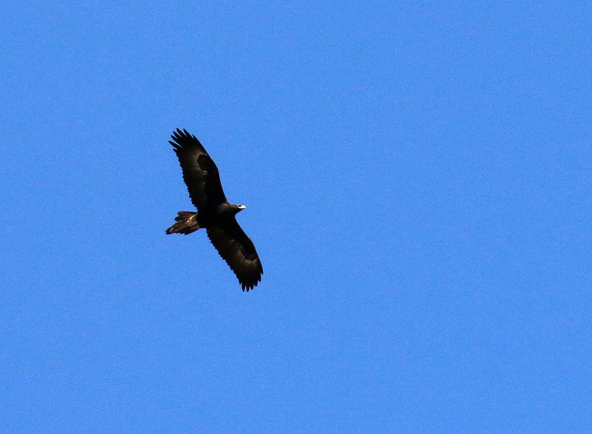Wedge-tailed Eagle - ML550815571