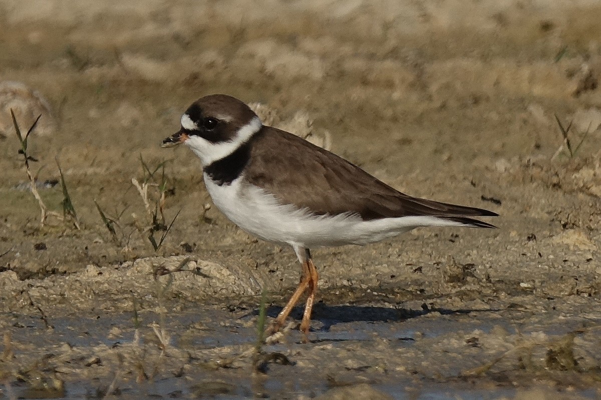 Semipalmated Plover - Jane Mann