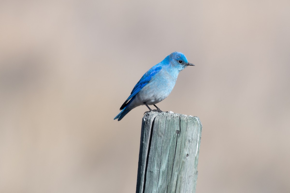 Mountain Bluebird at 4563–4599 Highway 5A, Thompson-Nicola CA-BC 50.16420, -120.66710 by Chris McDonald