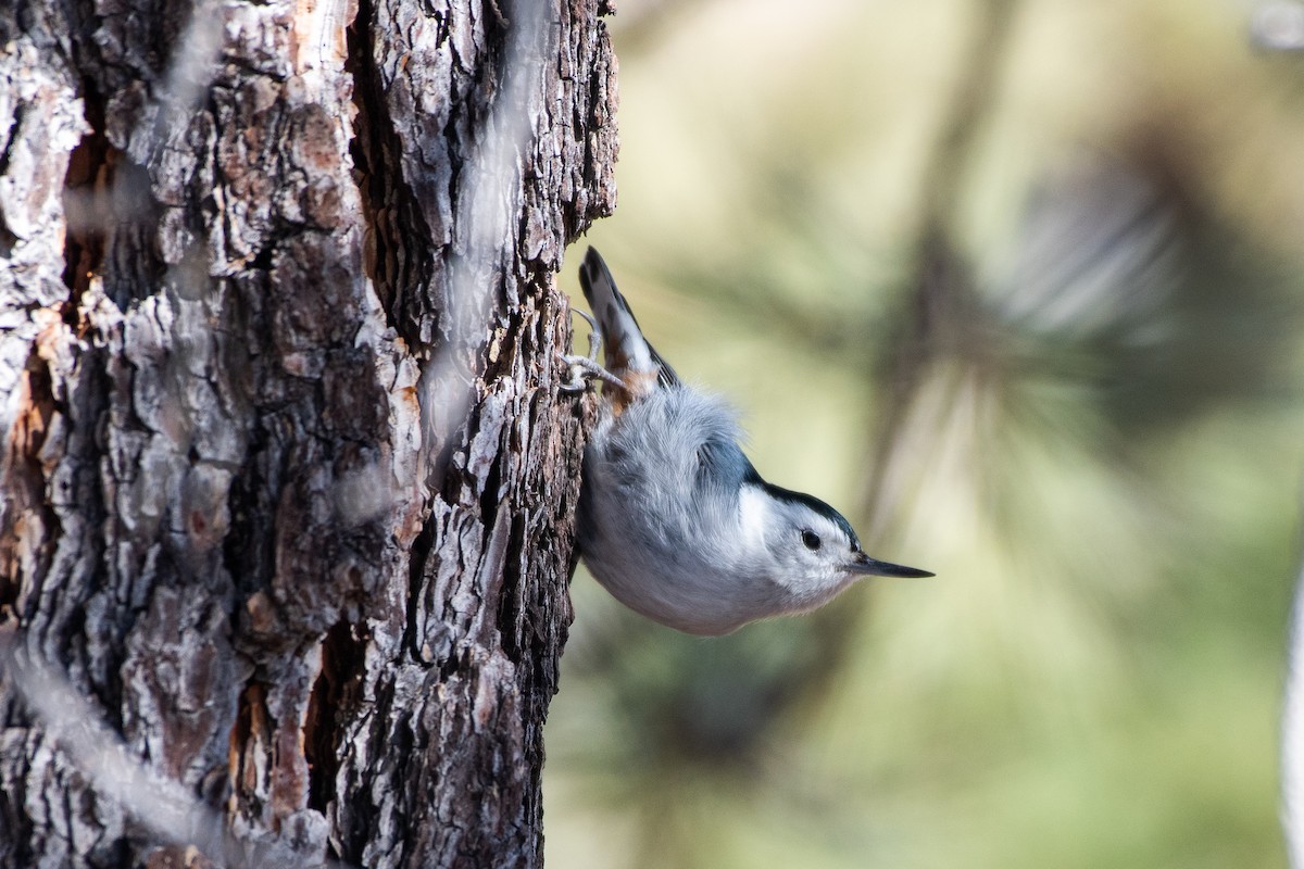 White-breasted Nuthatch at Planet Mine Road by Chris McDonald