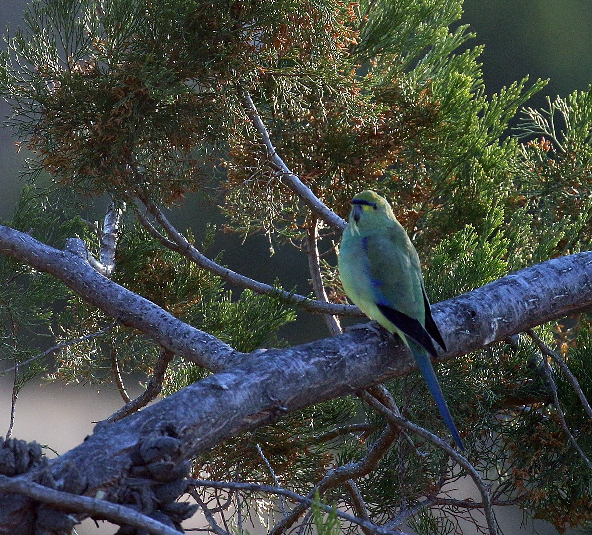 Blue-winged Parrot - ML550817801