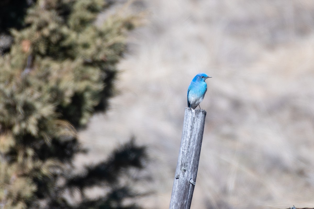 Mountain Bluebird at Planet Mine Road by Chris McDonald