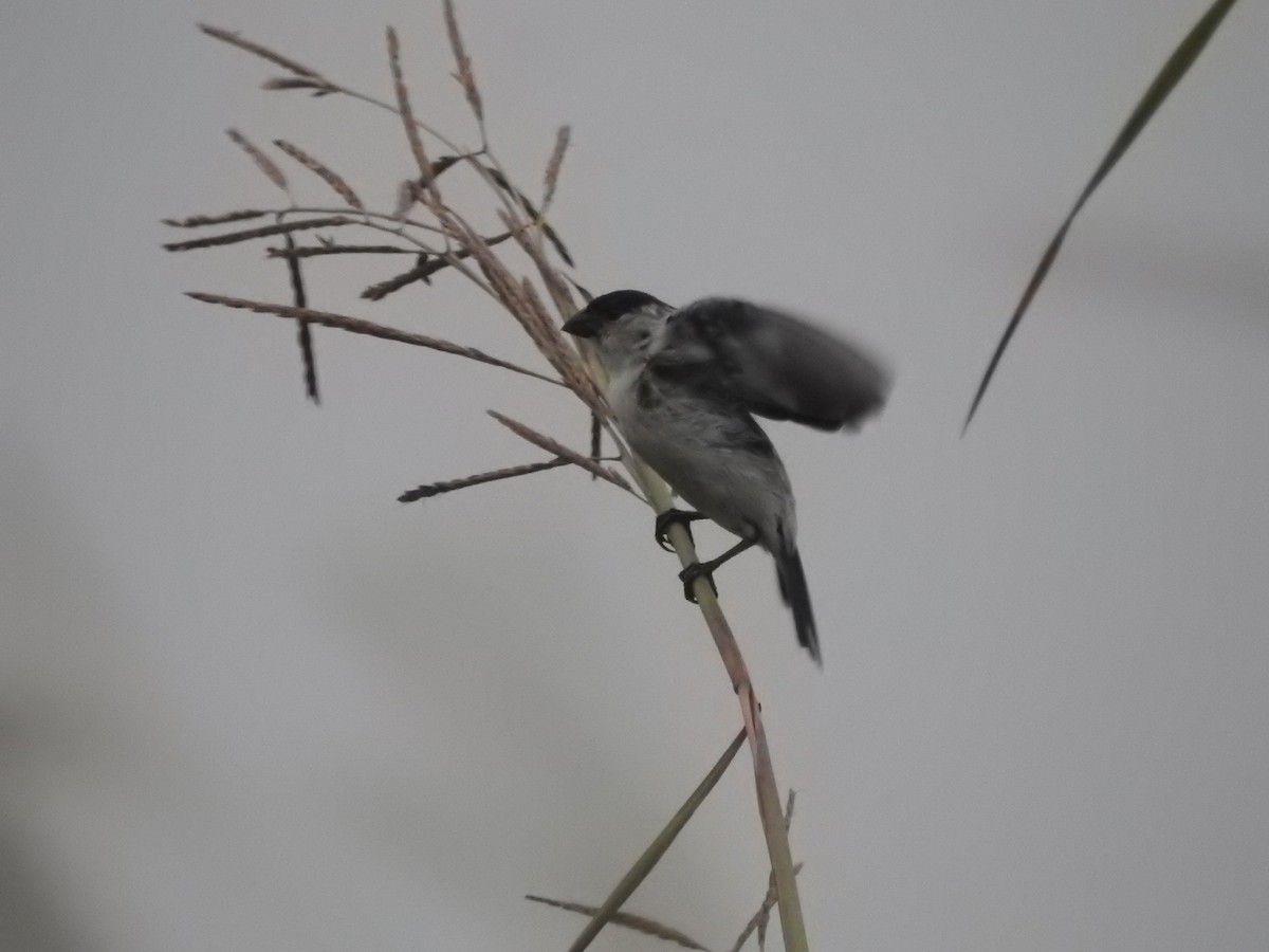 Pearly-bellied Seedeater - Luis Doldán CON