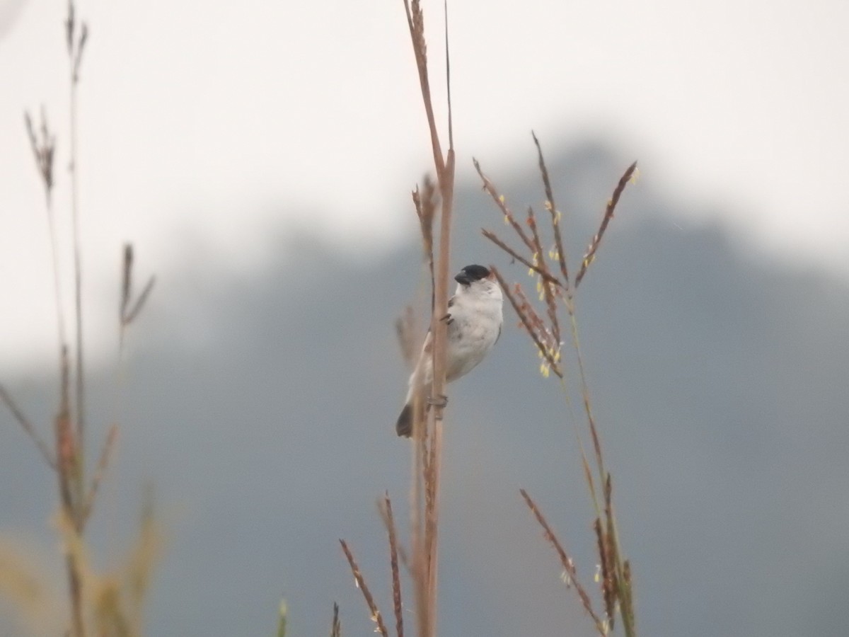 Pearly-bellied Seedeater - Luis Doldán CON