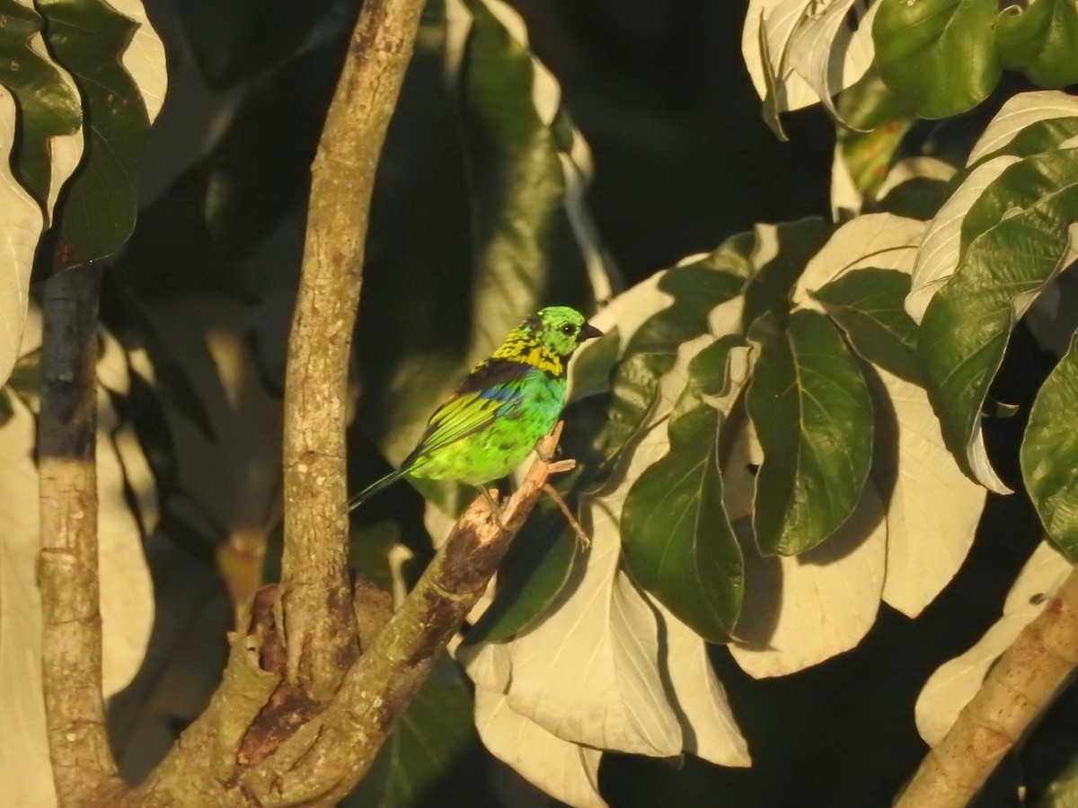 Green-headed Tanager - Luis Doldán CON