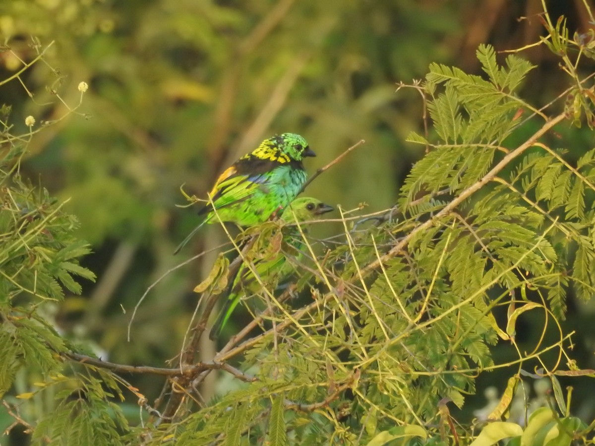 Green-headed Tanager - Luis Doldán CON