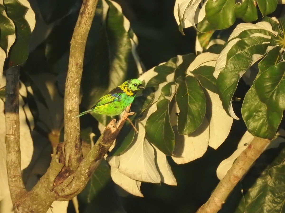 Green-headed Tanager - ML550821271