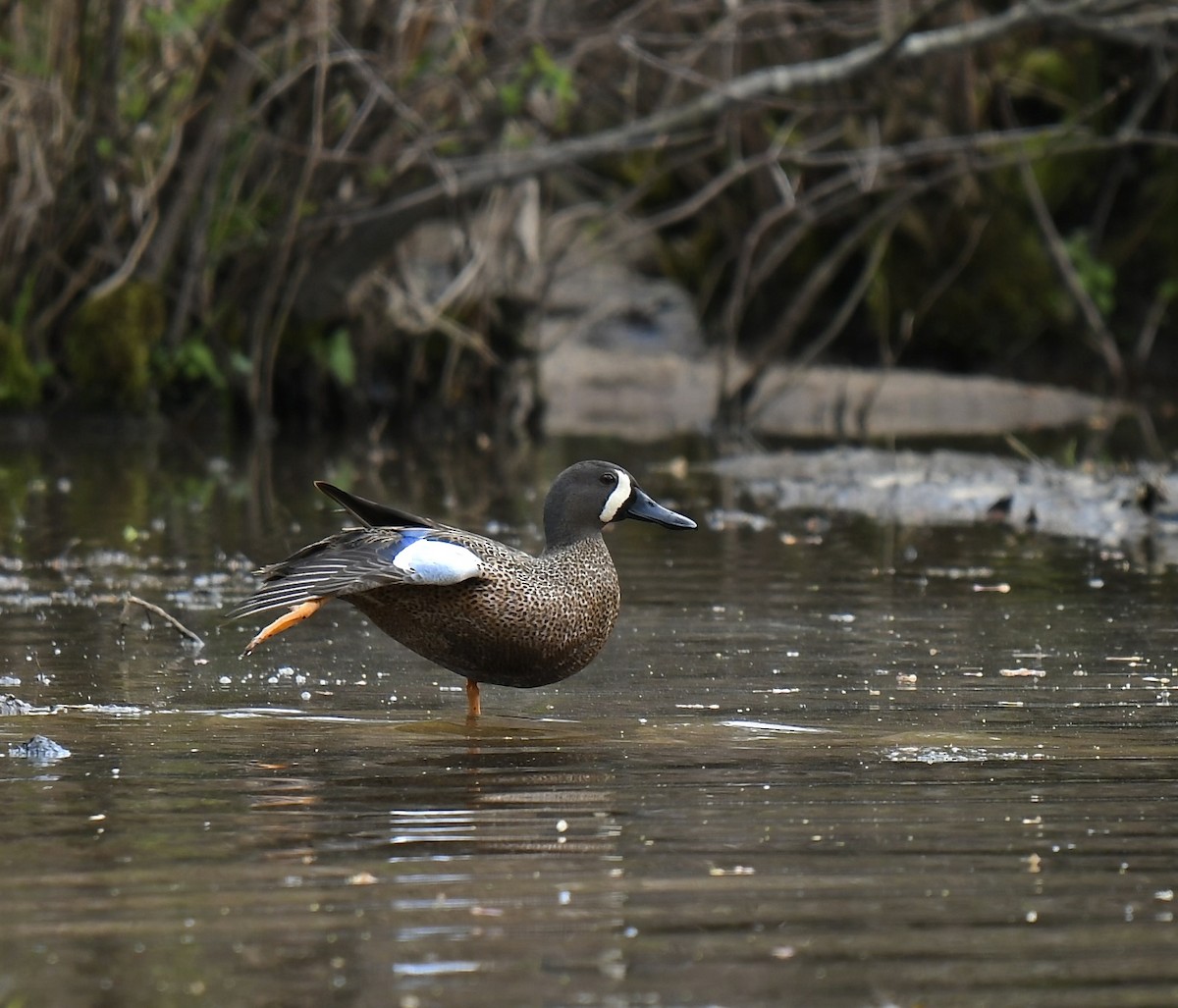 Blue-winged Teal - ML550822631