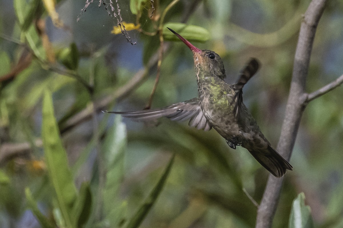 Gilded Hummingbird - ML550823221