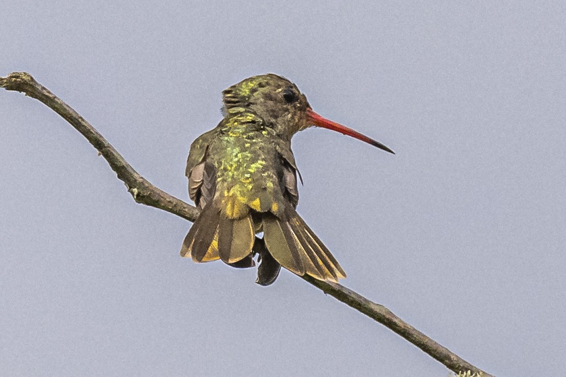 Gilded Hummingbird - ML550823261