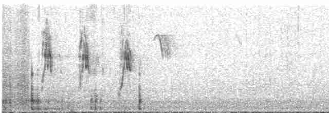 Новозеландский конёк [группа australis] - ML550824261