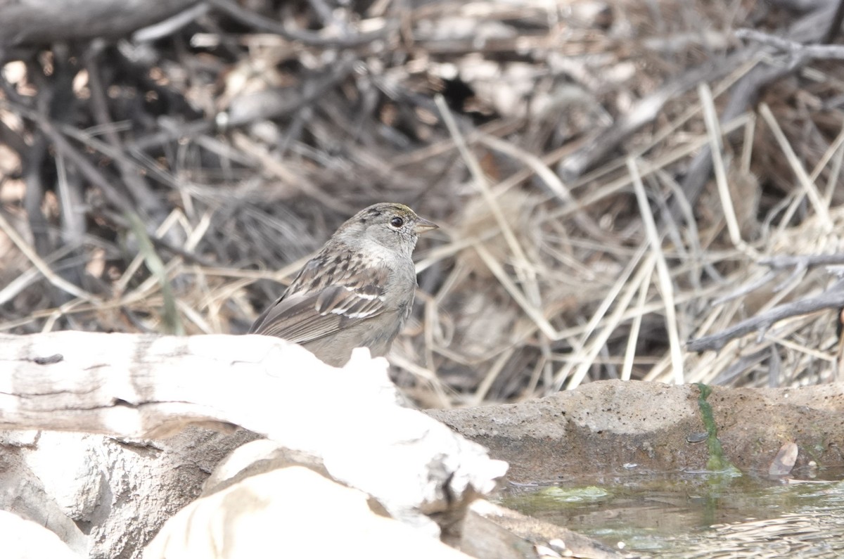 Golden-crowned Sparrow - ML550825721