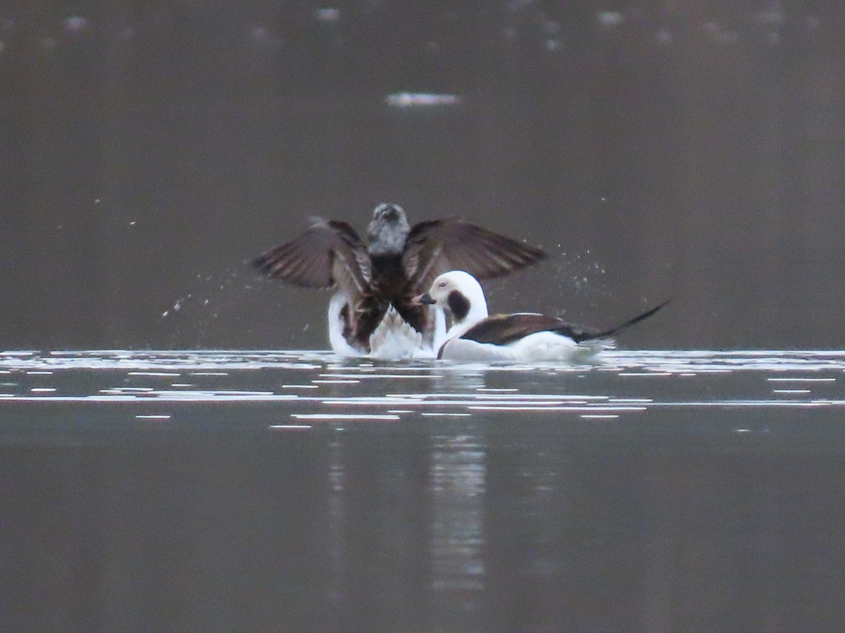 Long-tailed Duck - ML550829021
