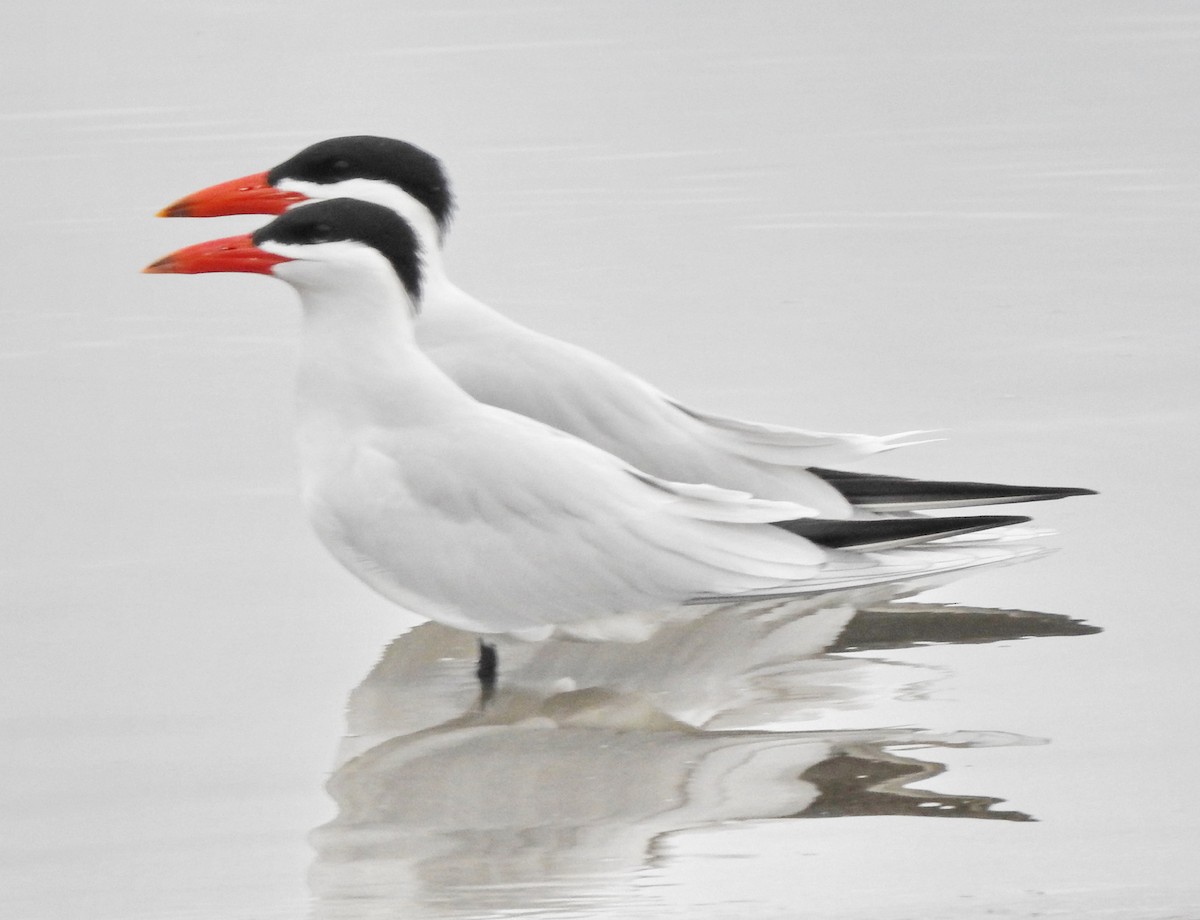 Caspian Tern - Barbara Dye