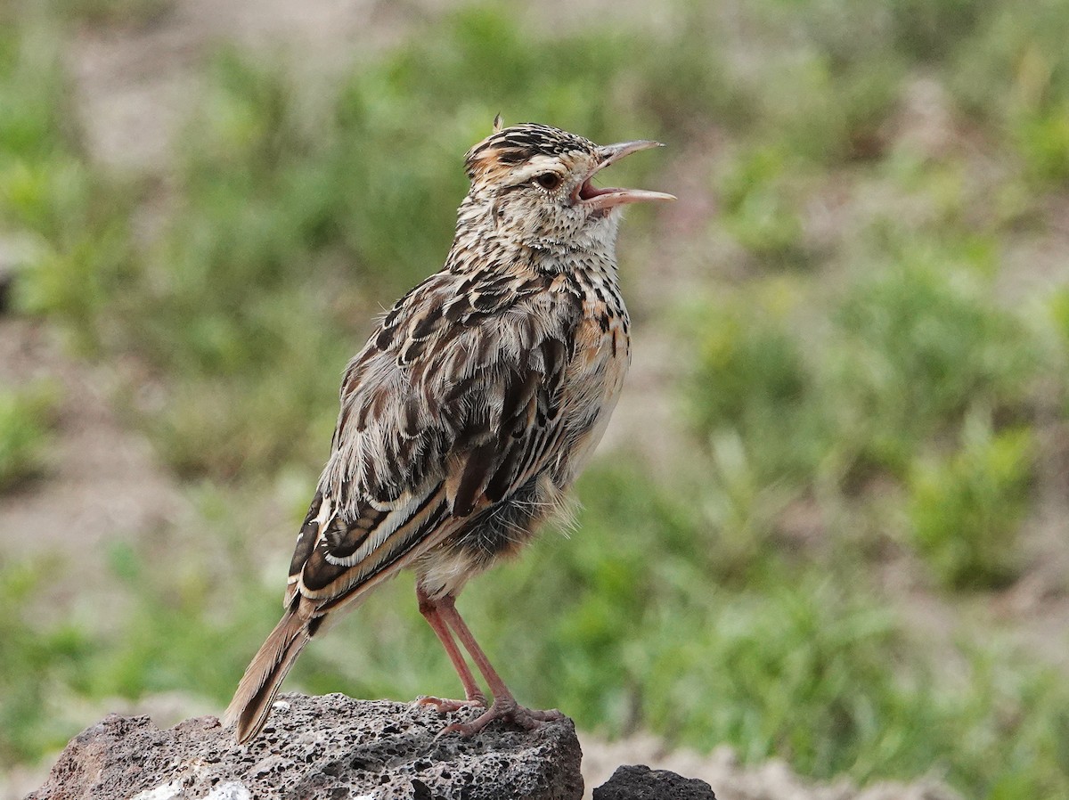 African Pipit - ML550834201