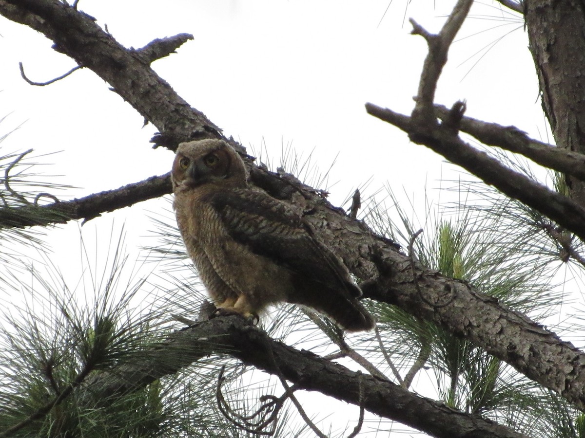 Great Horned Owl - ML550834241