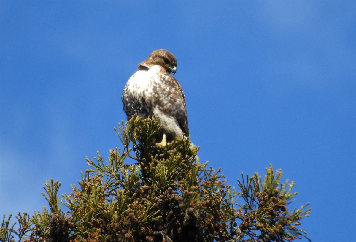 Red-tailed Hawk - ML550834301