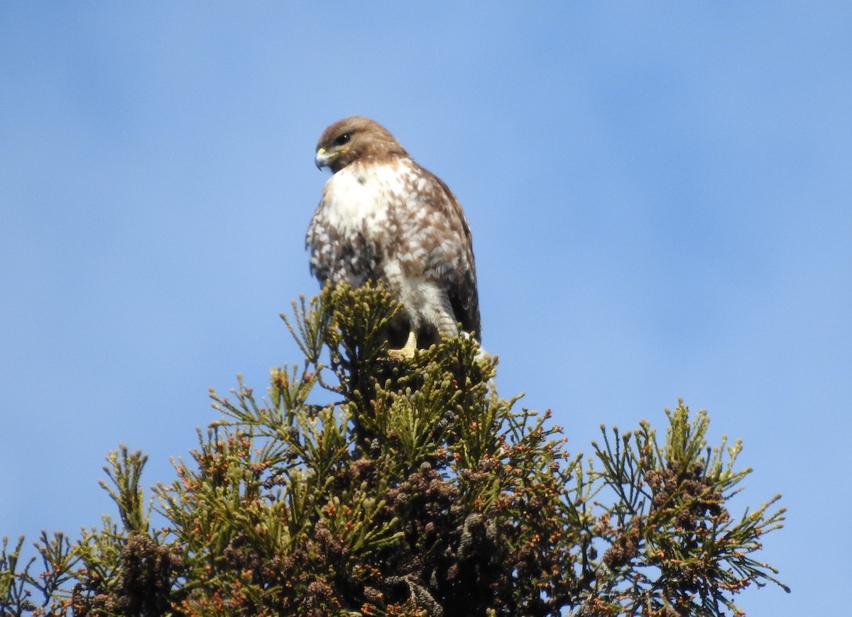 Red-tailed Hawk - ML550834311