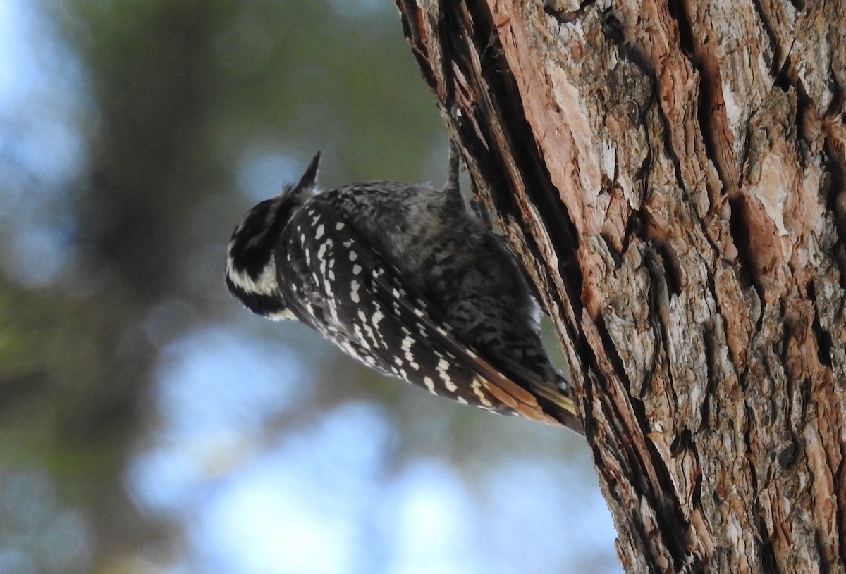 Nuttall's Woodpecker - Chris Dean