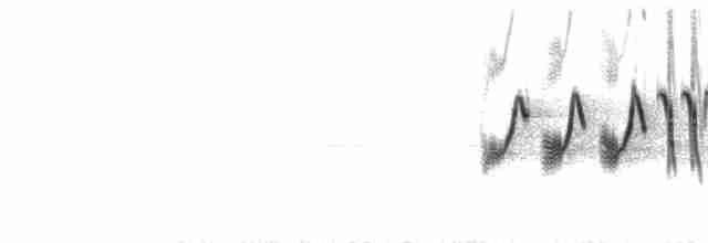  - Yellow-eyed Junco (Mexican)