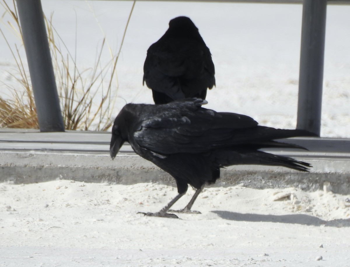 Chihuahuan Raven - ML550852711