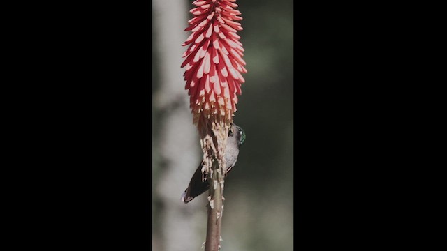 Гранатовогорлый колибри - ML550859271